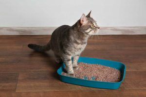 cat-in-litter-box